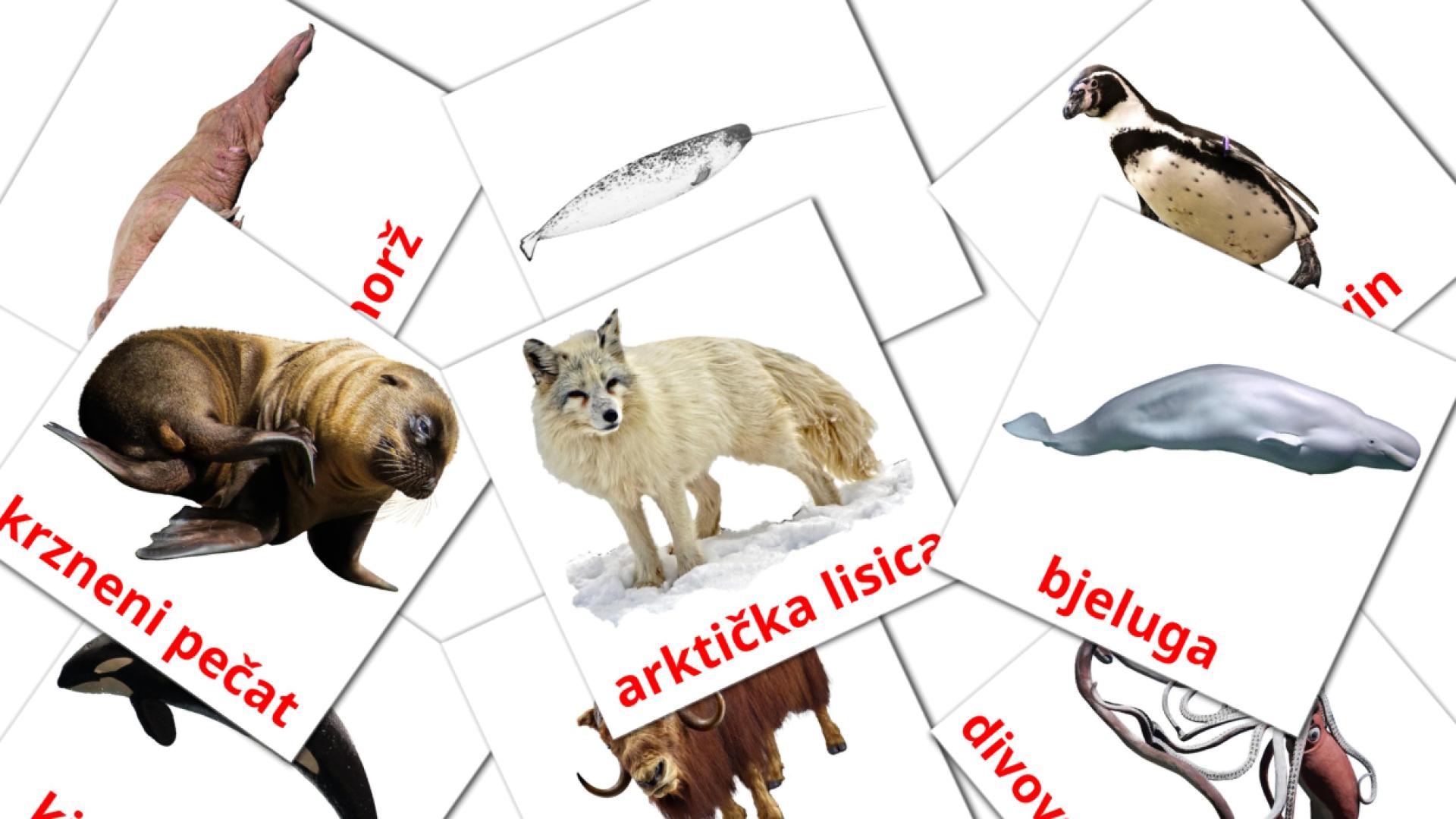 tarjetas didacticas de Arktičke životinje