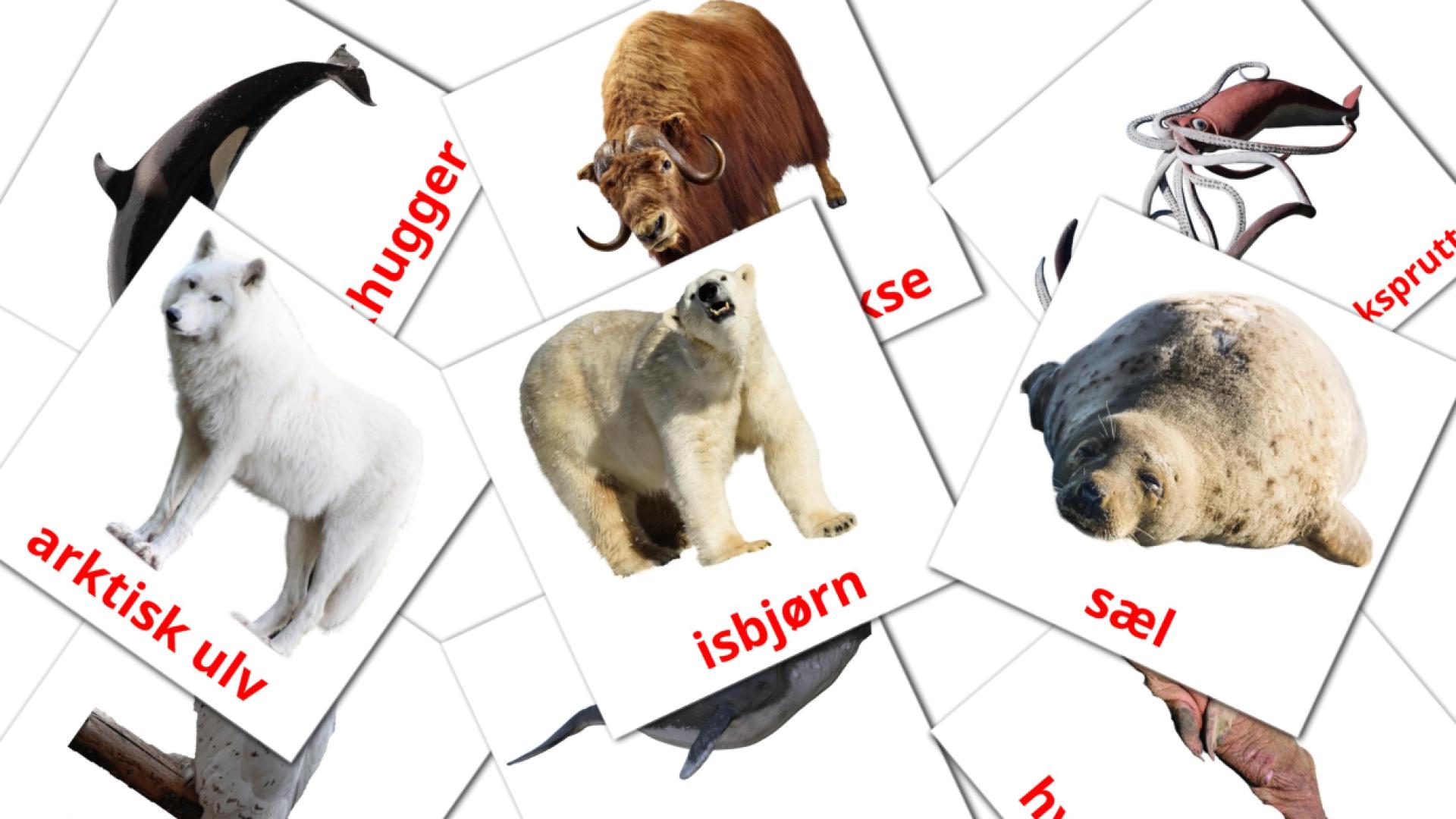 flashcards Arktiske dyr