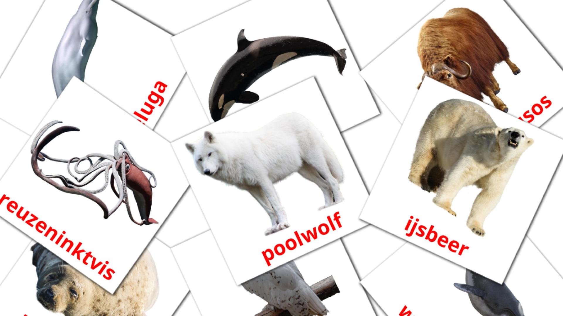 14 Карточки Домана Arctische dieren