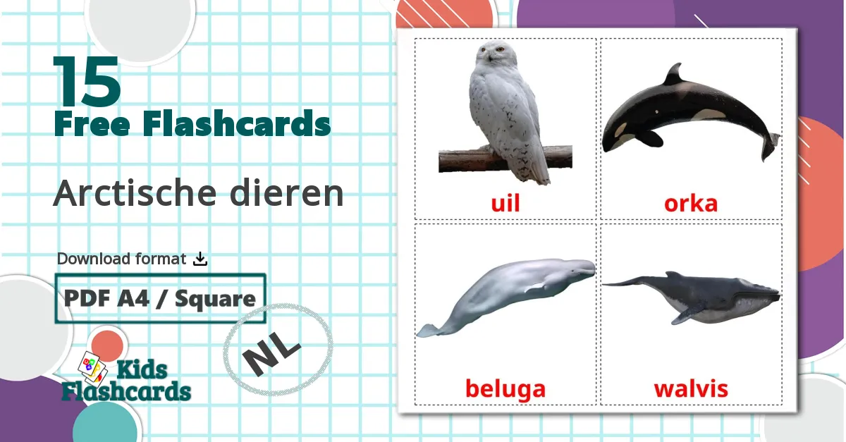 15 Arctische dieren flashcards