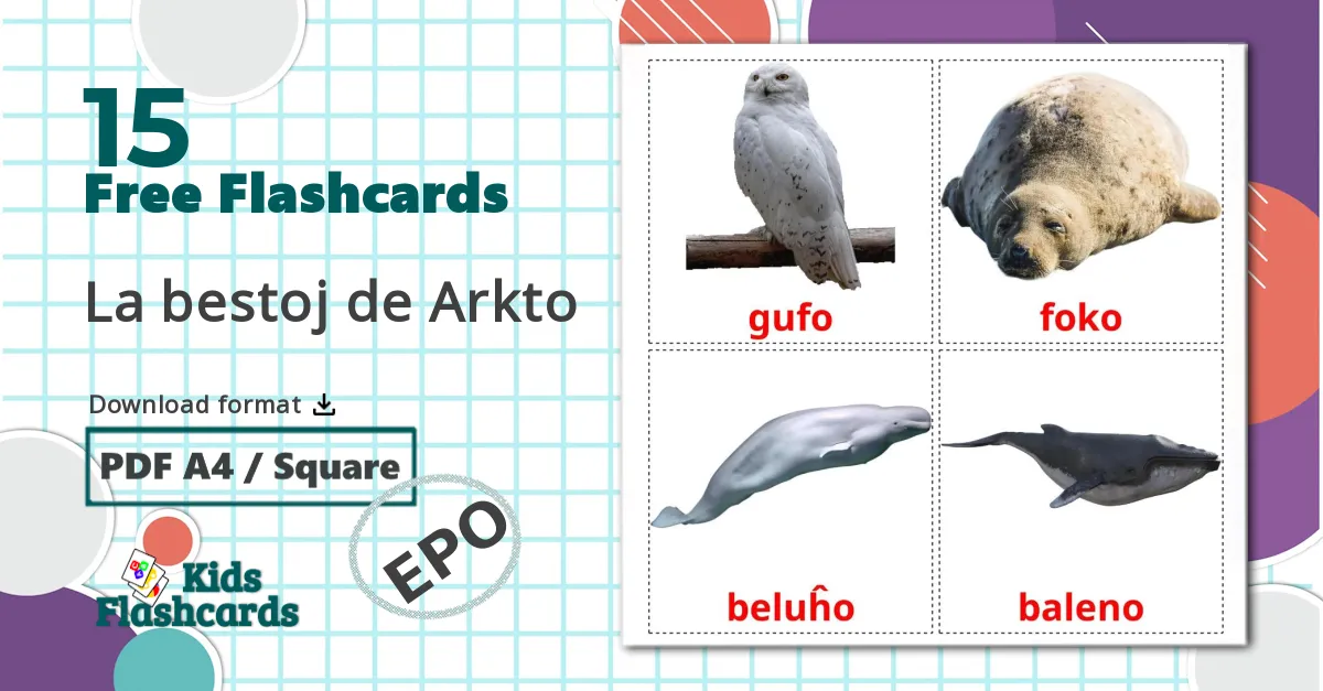 15 La bestoj de Arkto flashcards
