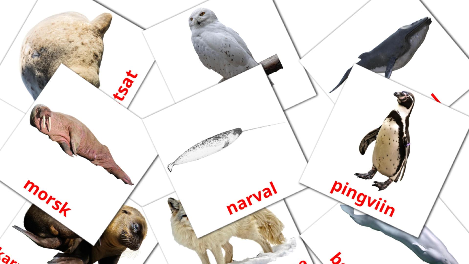 14 Arktilised loomad flashcards