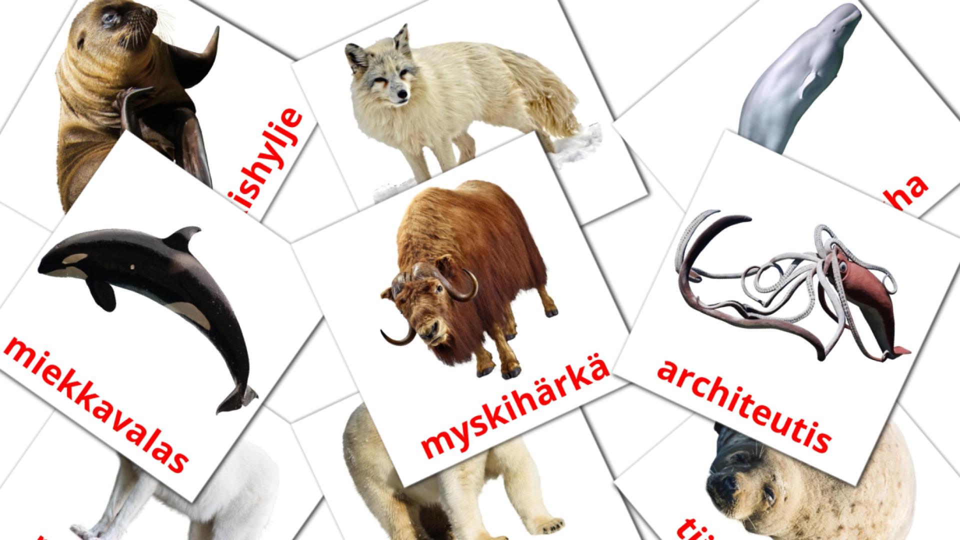 Bildkarten für arktisen alueen eläimet