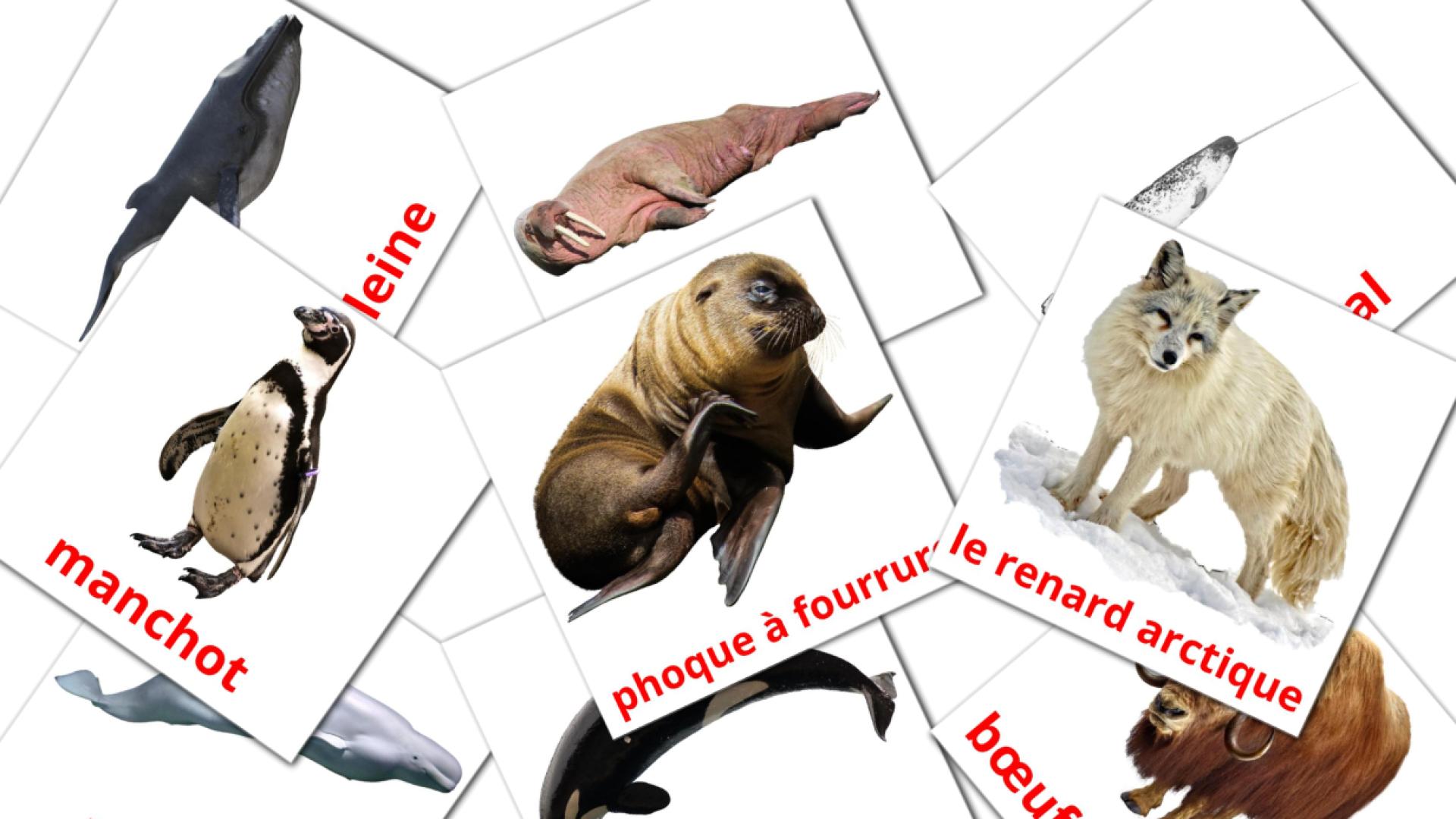 Bildkarten für Les Animaux de l'Arctique