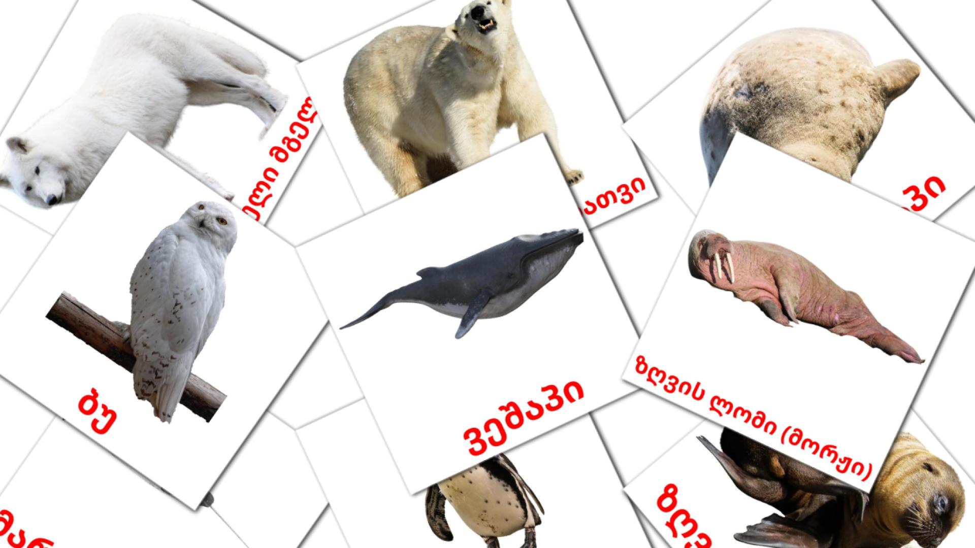 14 არქტიკული ცხოველები  flashcards