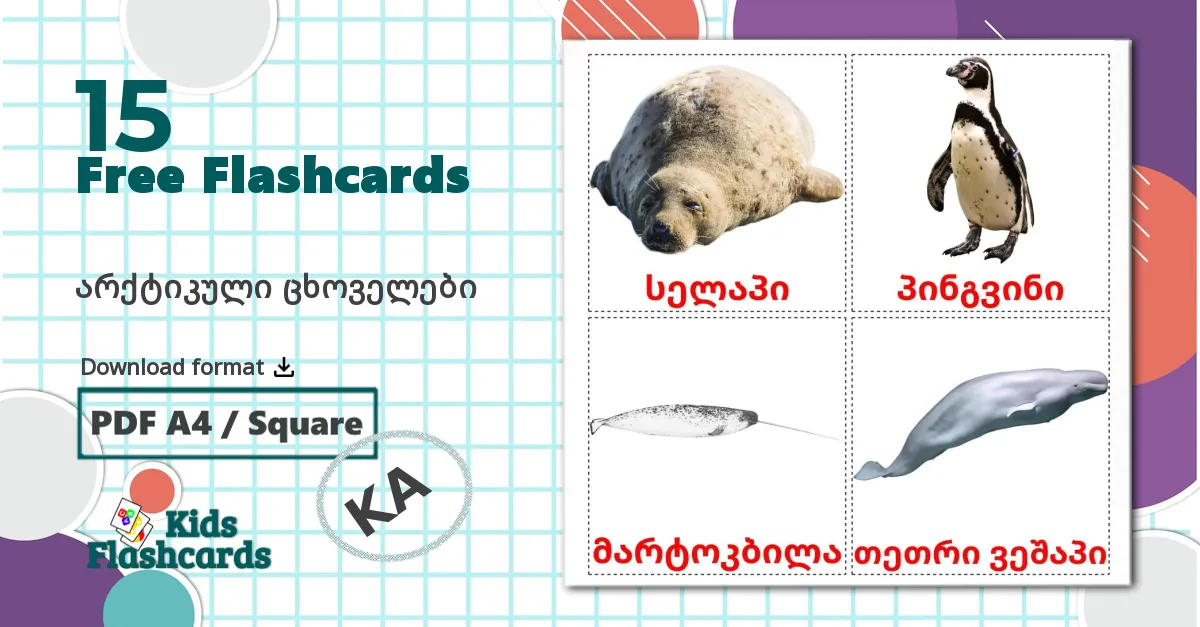 15 Arctic animals flashcards