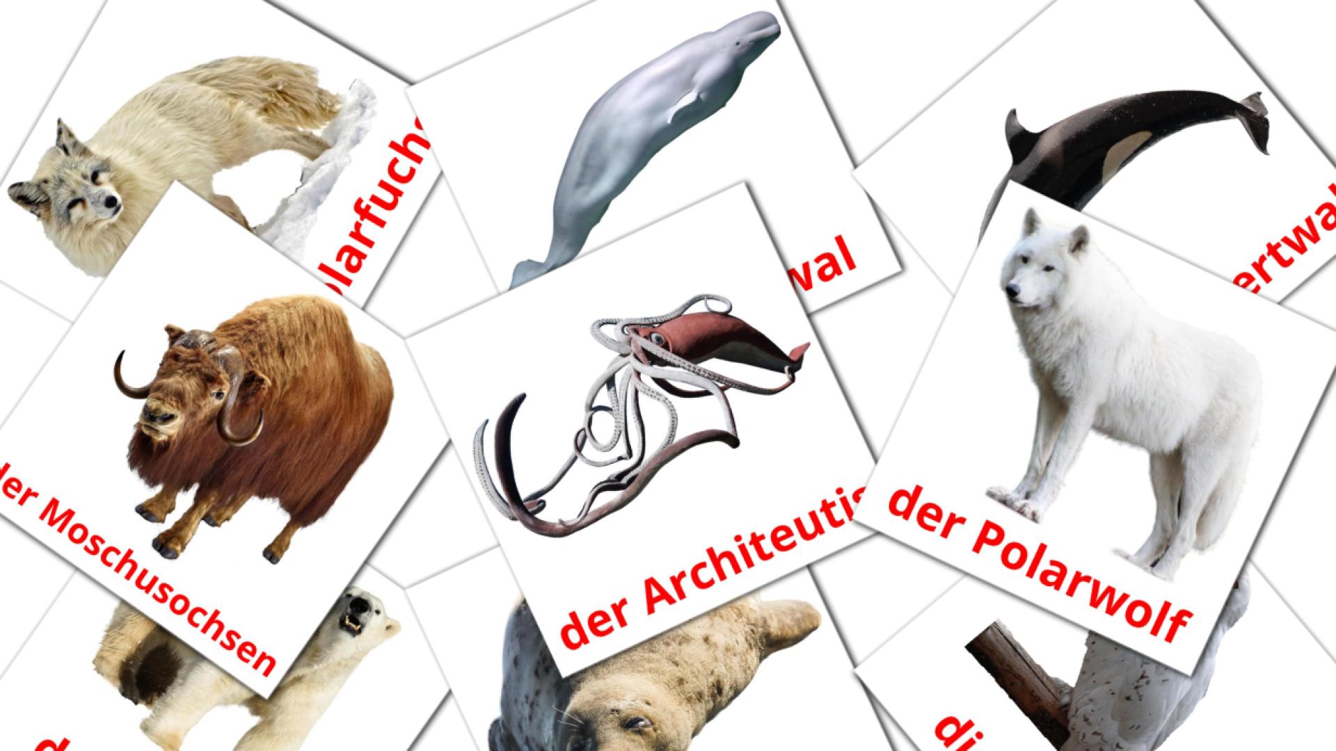 14 Bildkarten für Tiere in der arktis
