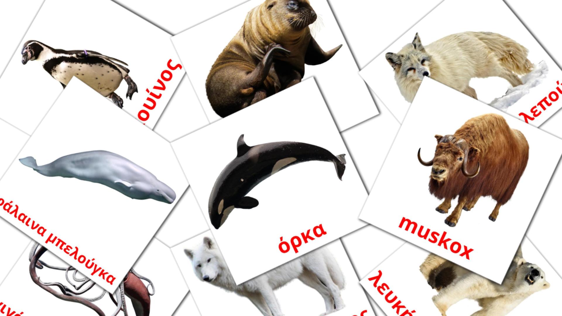 tarjetas didacticas de Αρκτικό ζώο