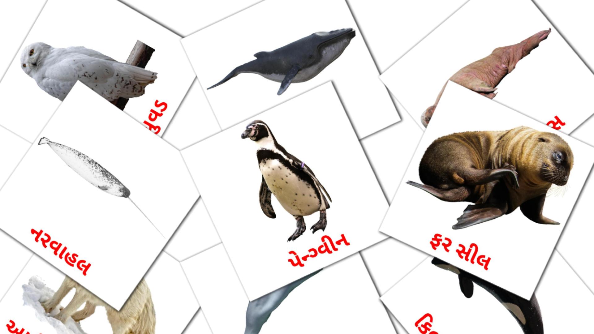 14 Карточки Домана  આર્કટિક પ્રાણીઓ