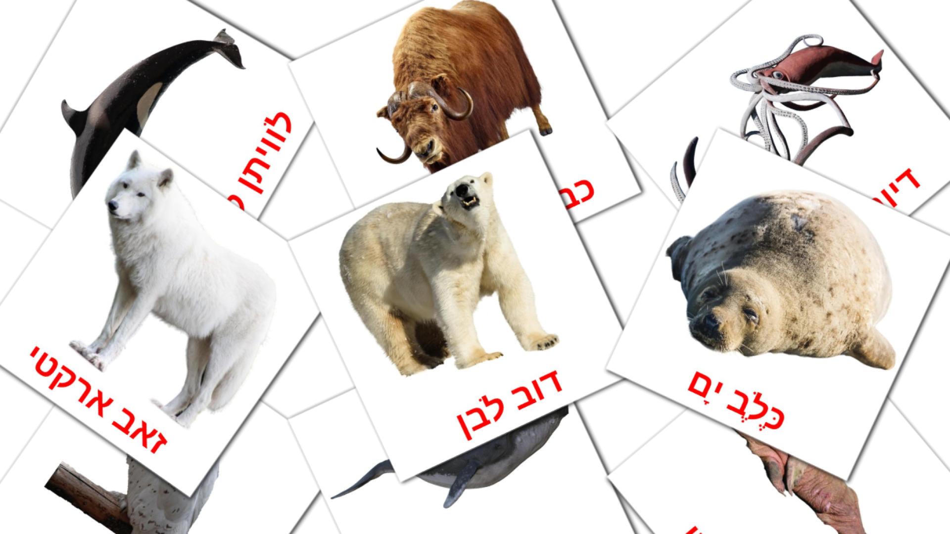 14 חיות ארקטיות flashcards
