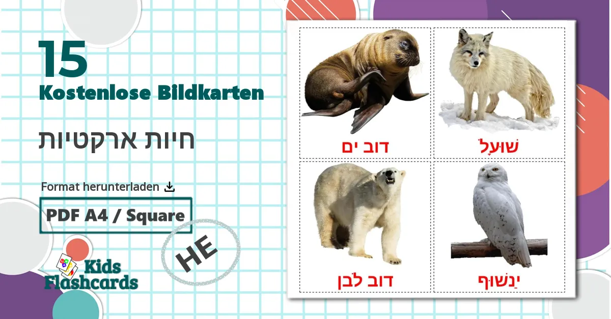 15 Bildkarten für חיות ארקטיות