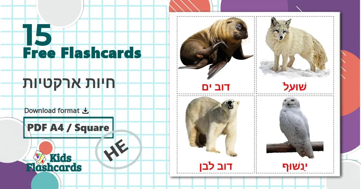 15 חיות ארקטיות flashcards