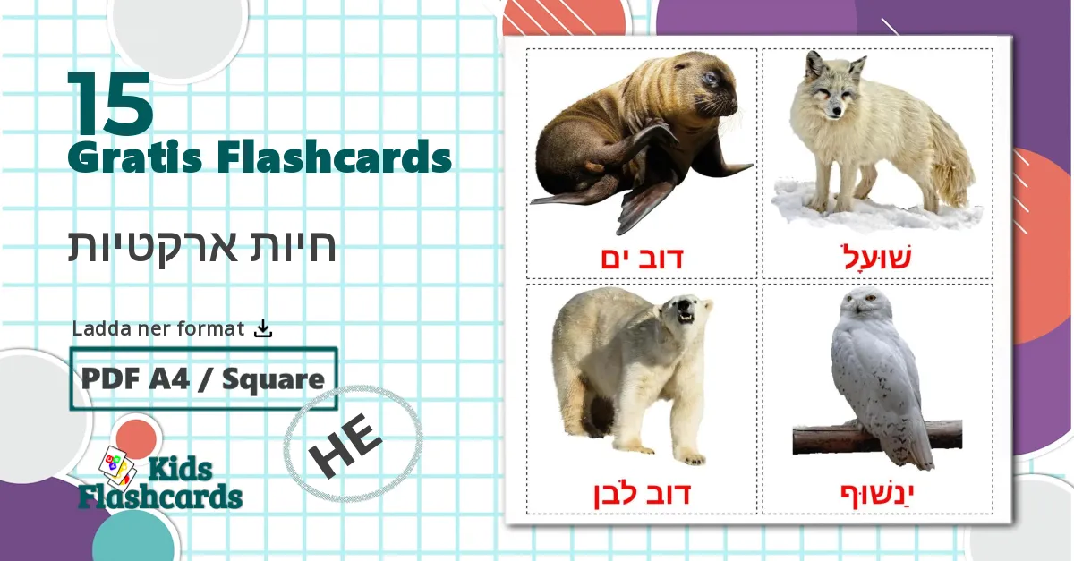 15 חיות ארקטיות bildkort för barn