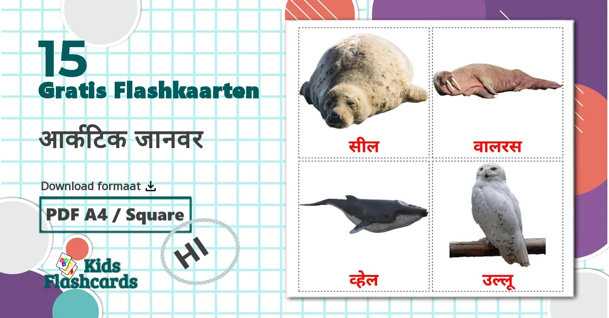 15 आर्कटिक जानवर flashcards