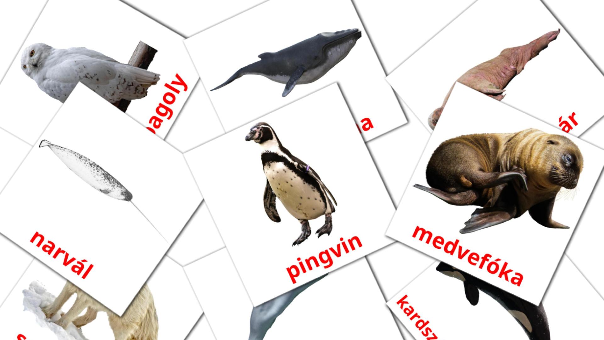 14 Sarkköri állatok flashcards