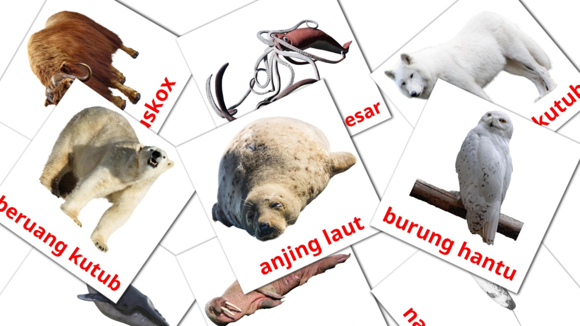 tarjetas didacticas de Binatang Kutub