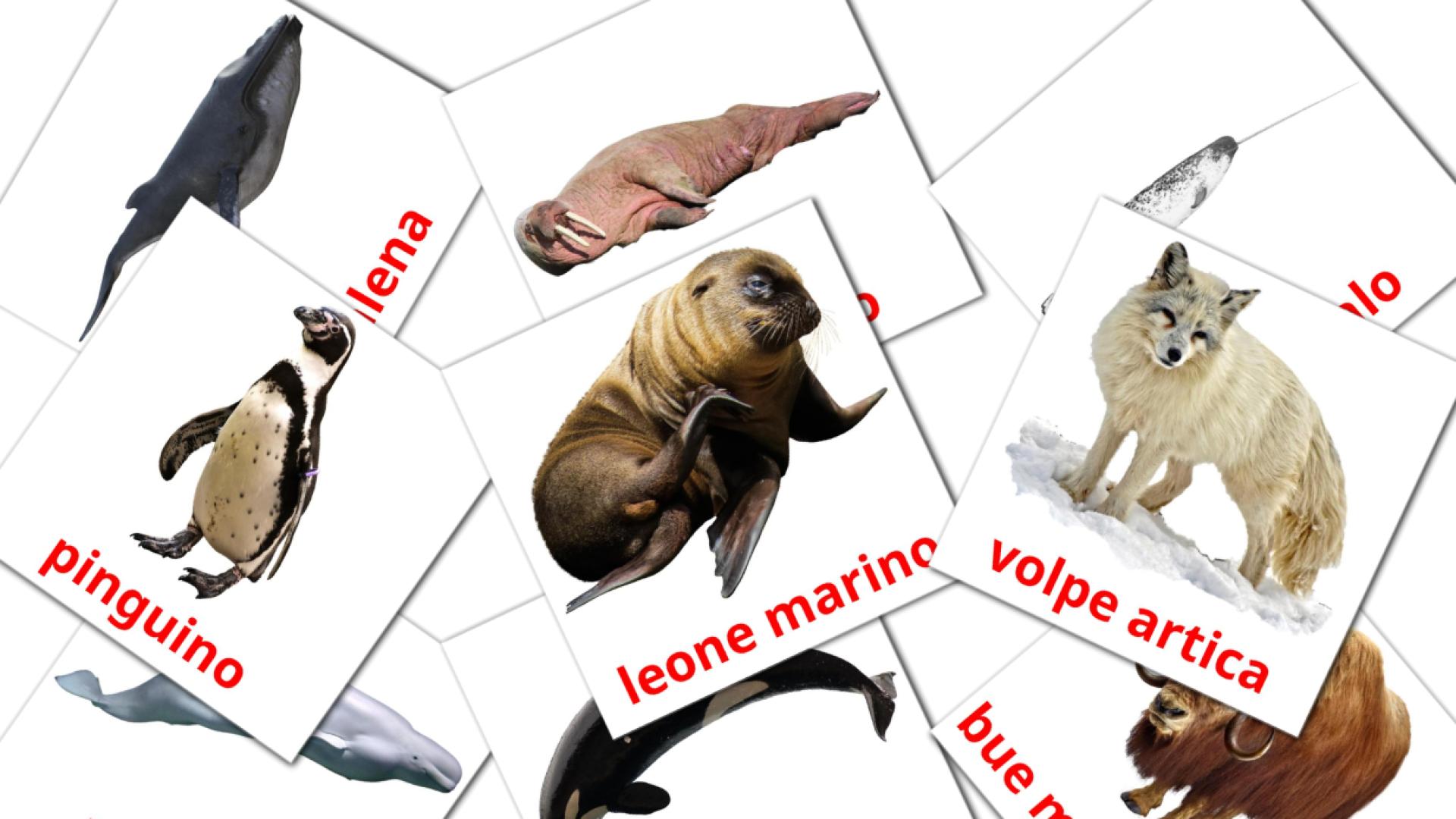 14 Animali artici flashcards