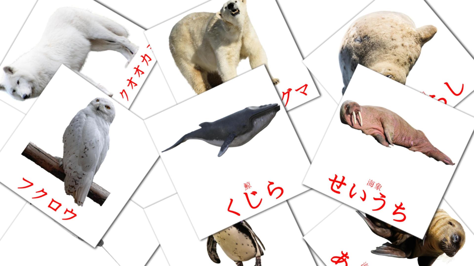 tarjetas didacticas de 北極の生き物