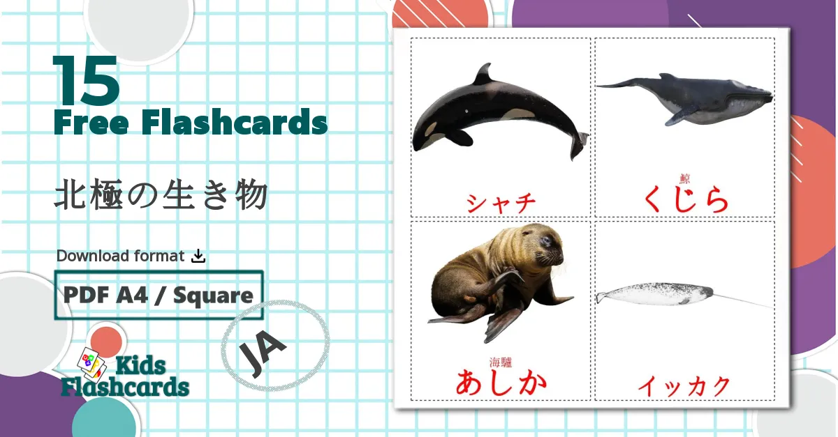 15 北極の生き物 flashcards