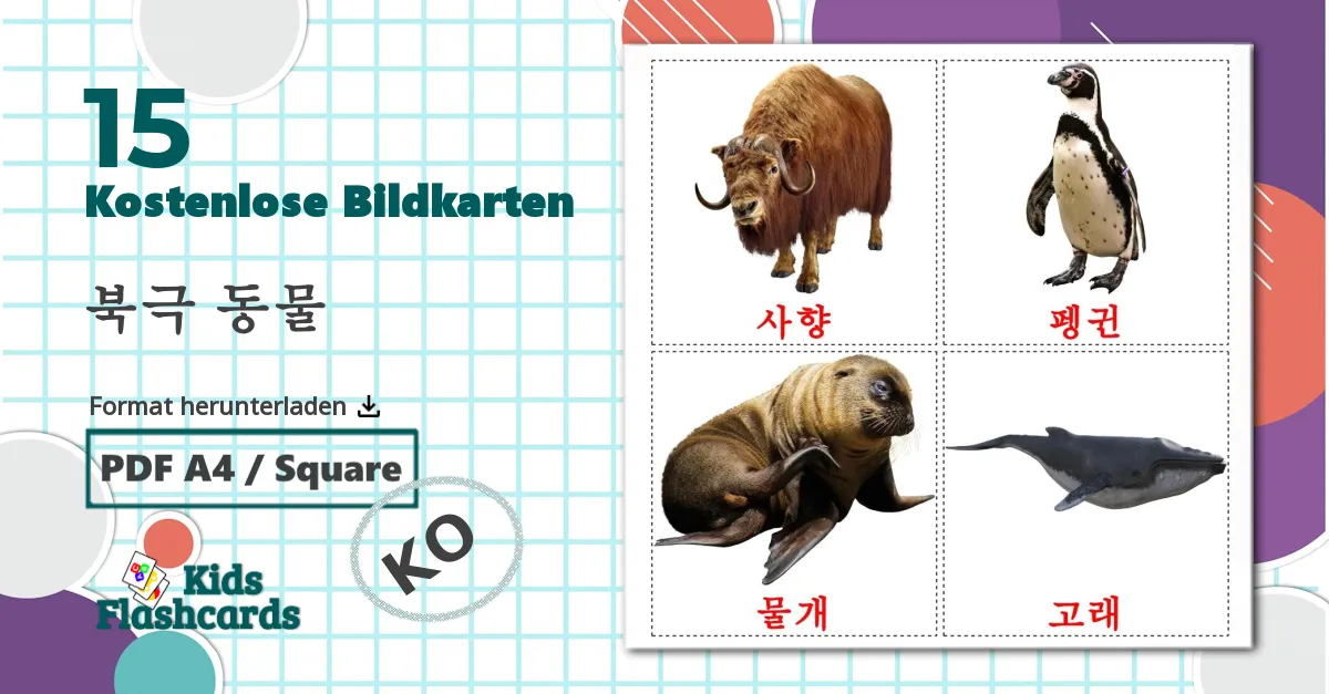 15 Bildkarten für 북극 동물