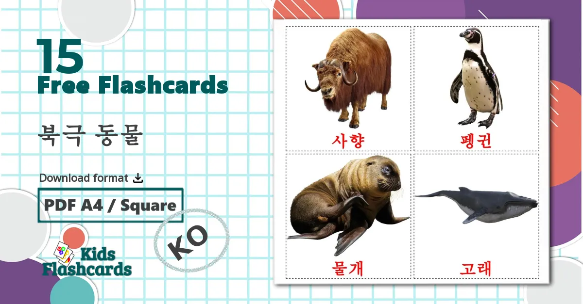 15 북극 동물 flashcards