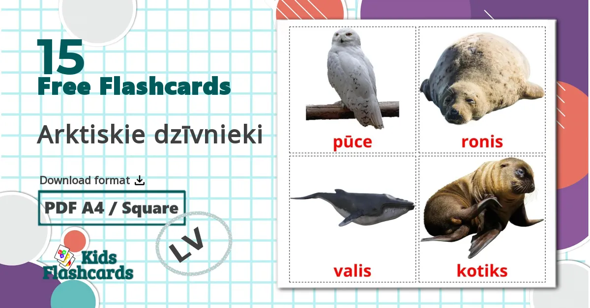 15 Arktiskie dzīvnieki flashcards