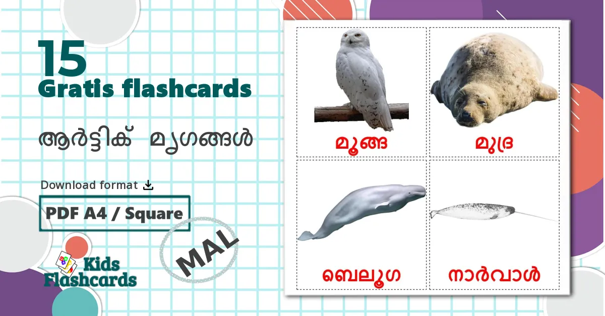 15 ആർട്ടിക് മൃഗങ്ങൾ billedkort for børn