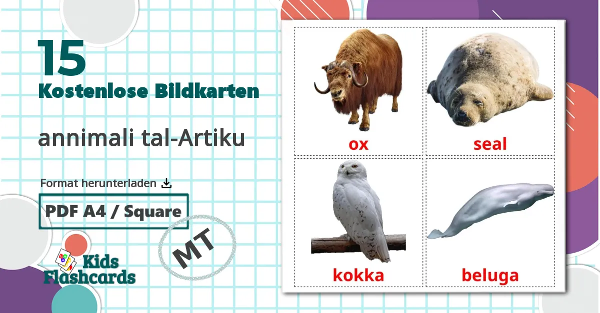 15 Bildkarten für Tiere in der arktis