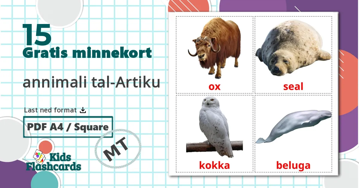 15 Arktiske dyr bildekort
