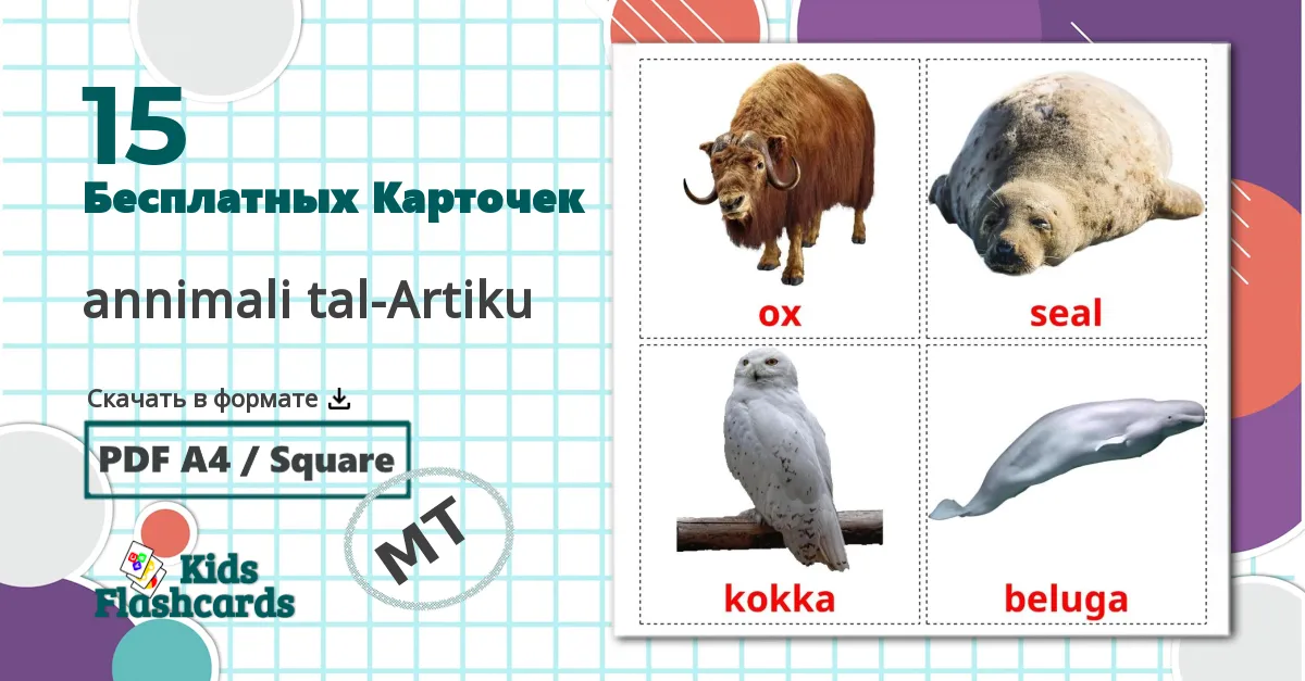 15 Карточки Домана Животные арктики