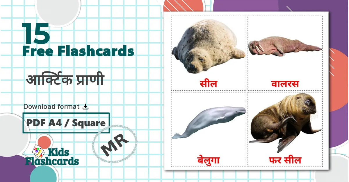 15 Arctic animals flashcards