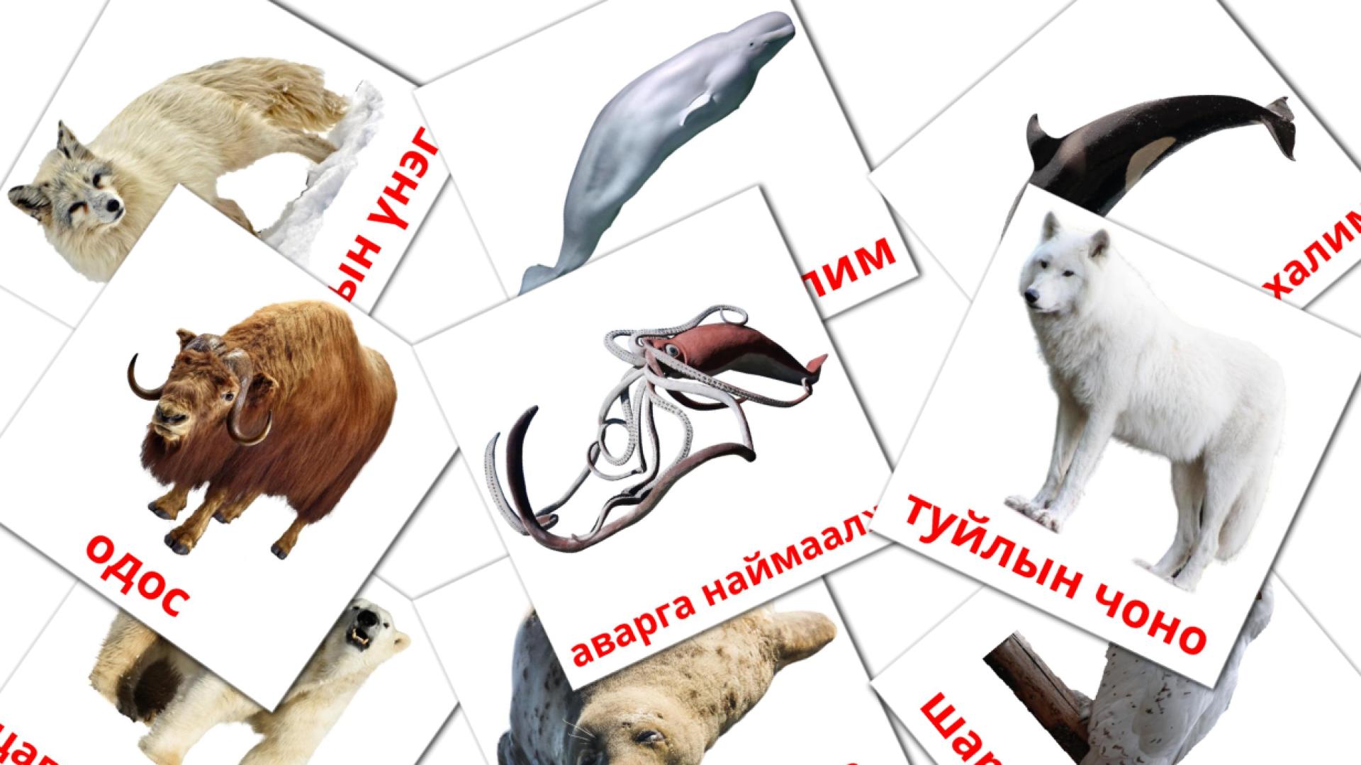 14 арктикийн амьтад flashcards