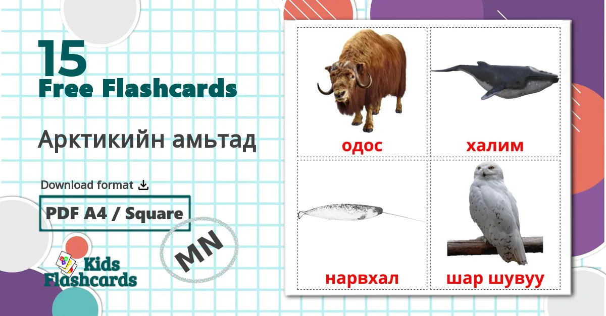 15 Arctic animals flashcards