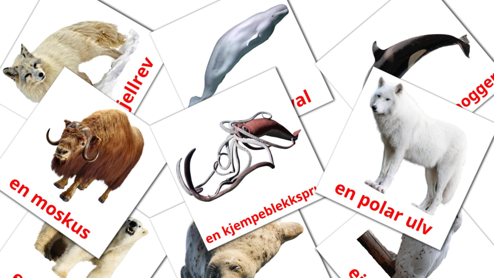 tarjetas didacticas de Arktiske dyr