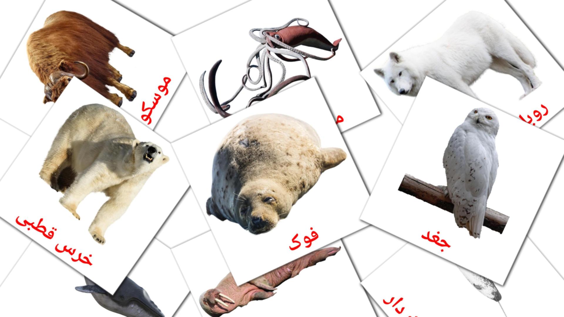 14 حیوانات قطب شمالی flashcards