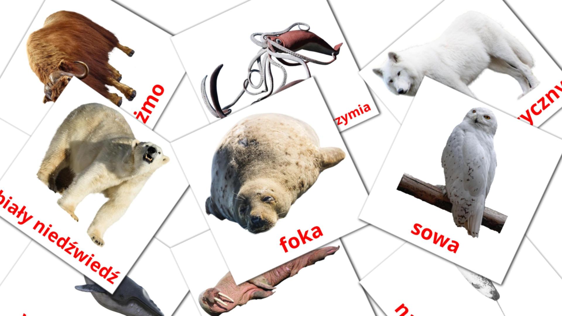 Bildkarten für arktyczne zwierzęta