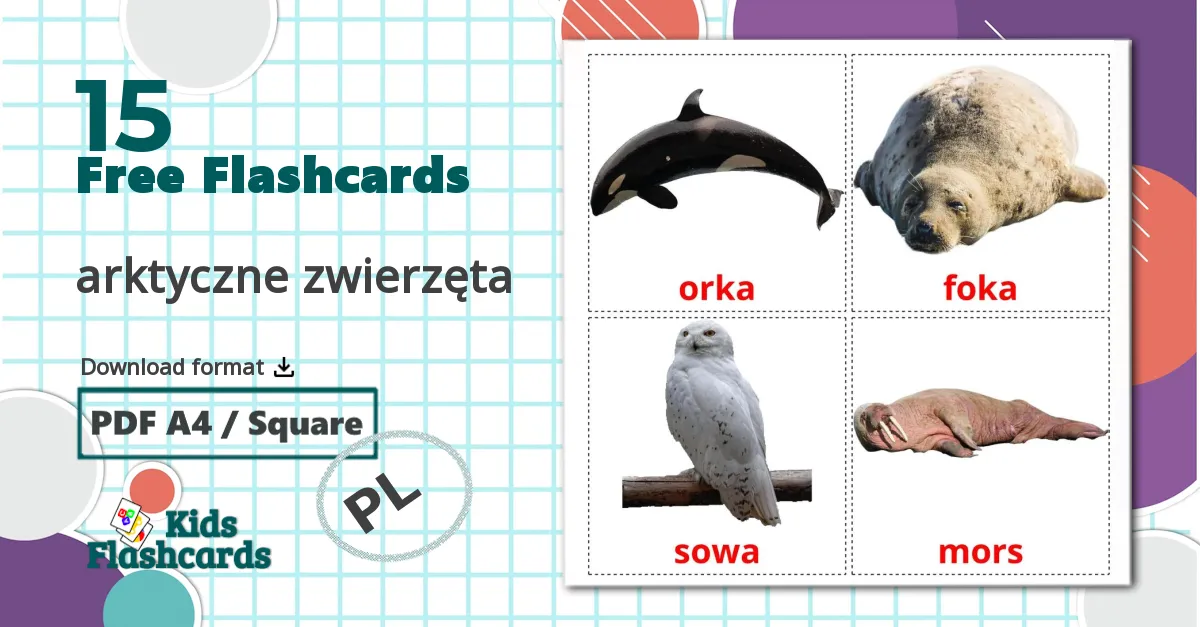 15 arktyczne zwierzęta flashcards