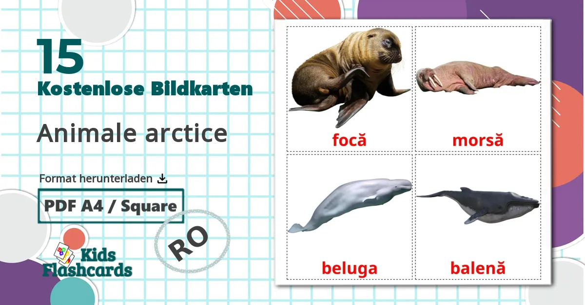 15 Bildkarten für Animale arctice