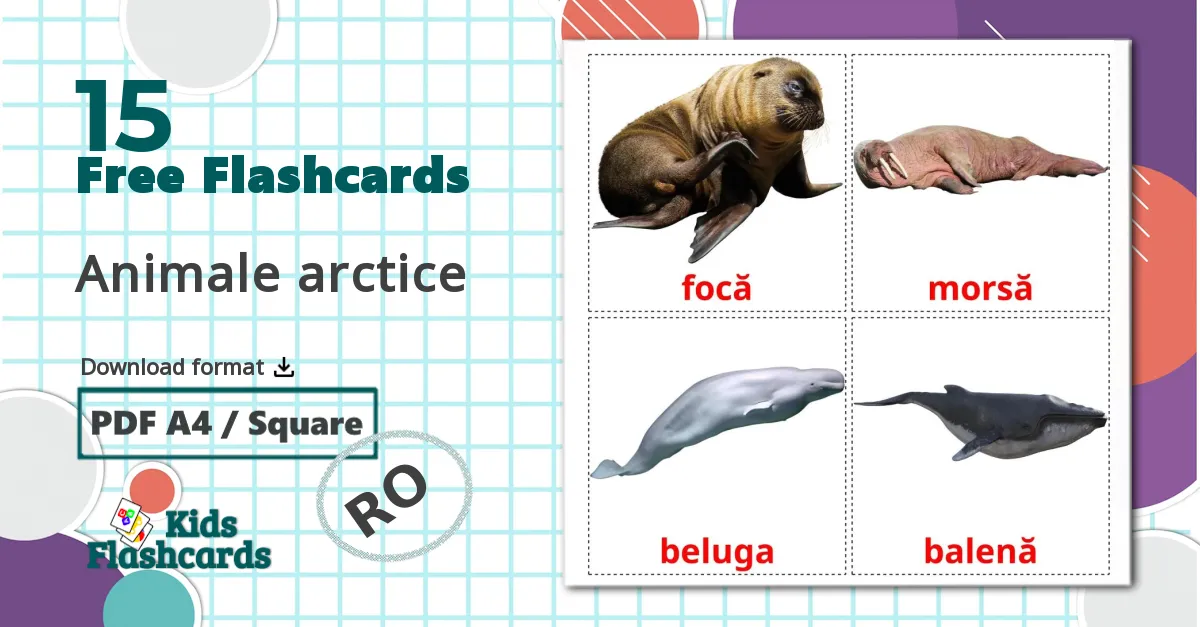 15 Arctic animals flashcards