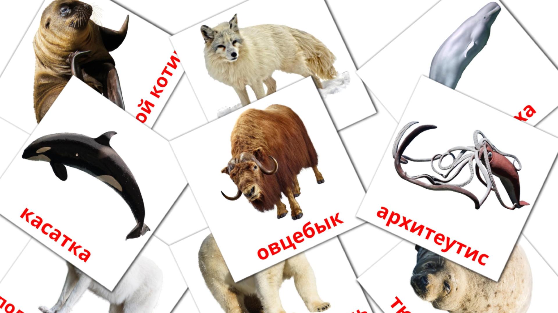 Bildkarten für Животные арктики