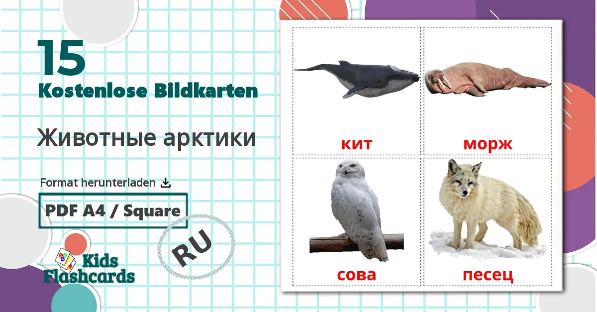 15 Bildkarten für Животные арктики