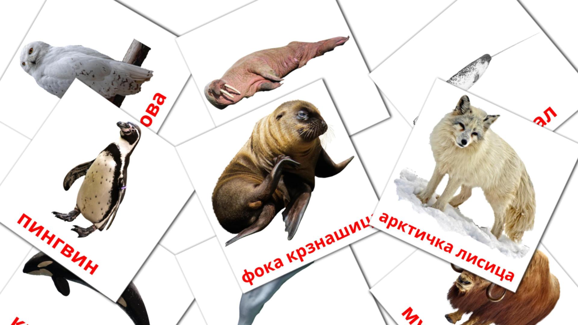 14 Арктичке животиње flashcards