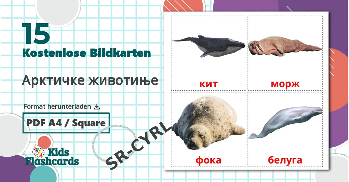 15 Bildkarten für Арктичке животиње