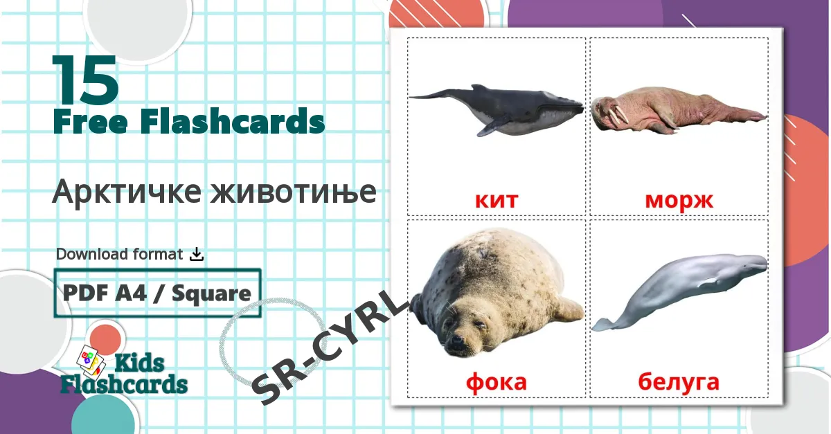 15 Арктичке животиње flashcards