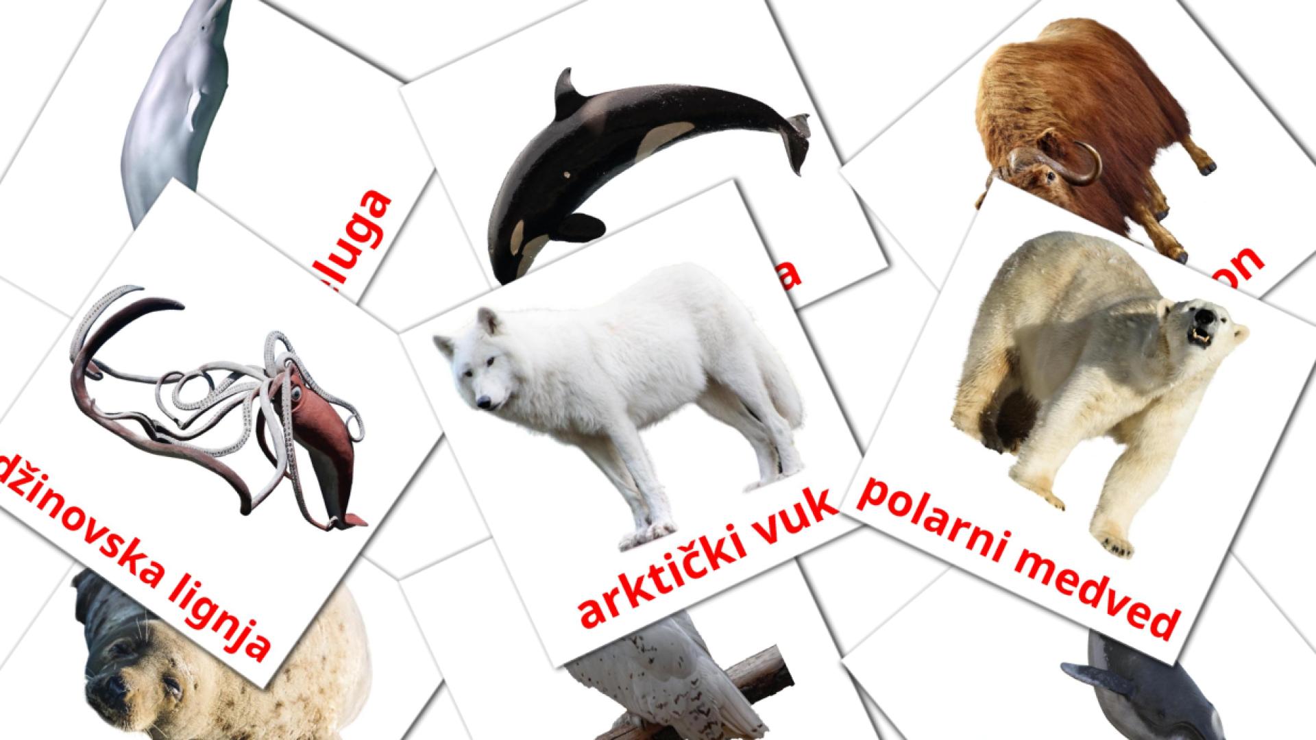 Arktičke životinje flashcards