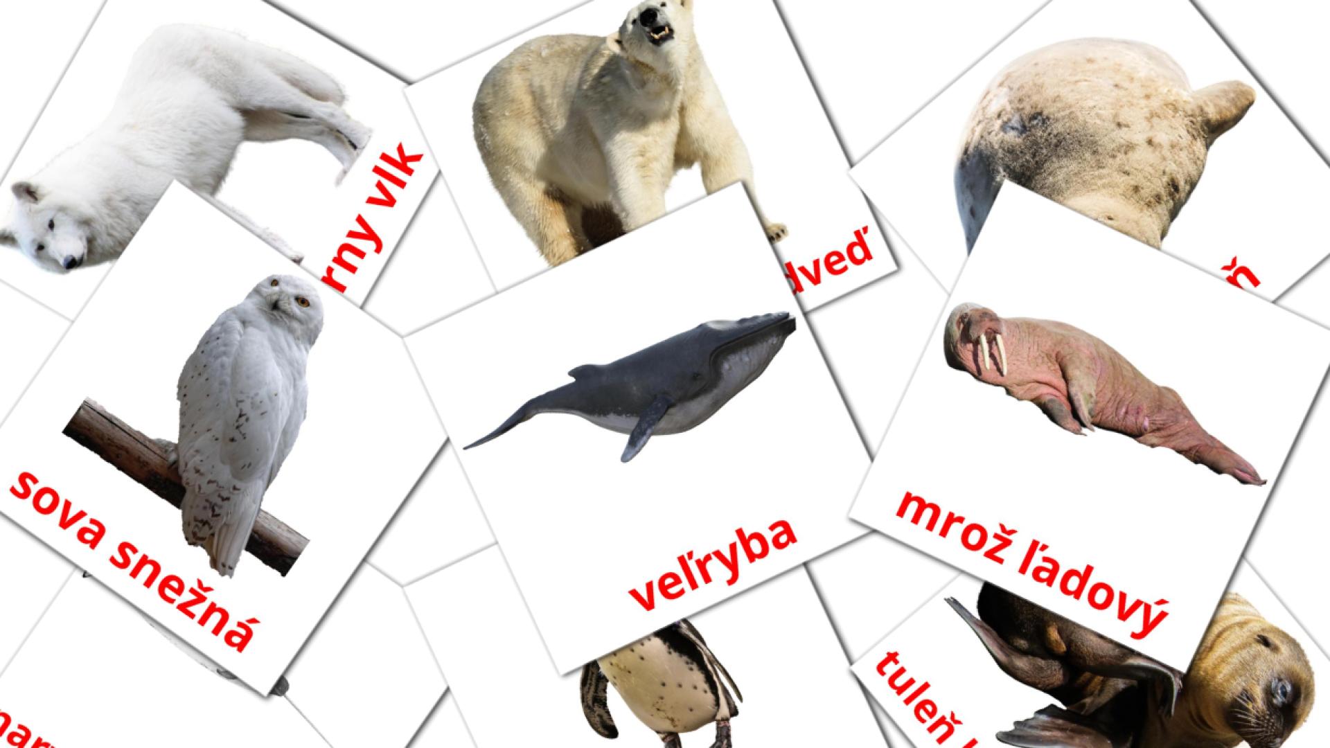 tarjetas didacticas de Arktické zvieratá