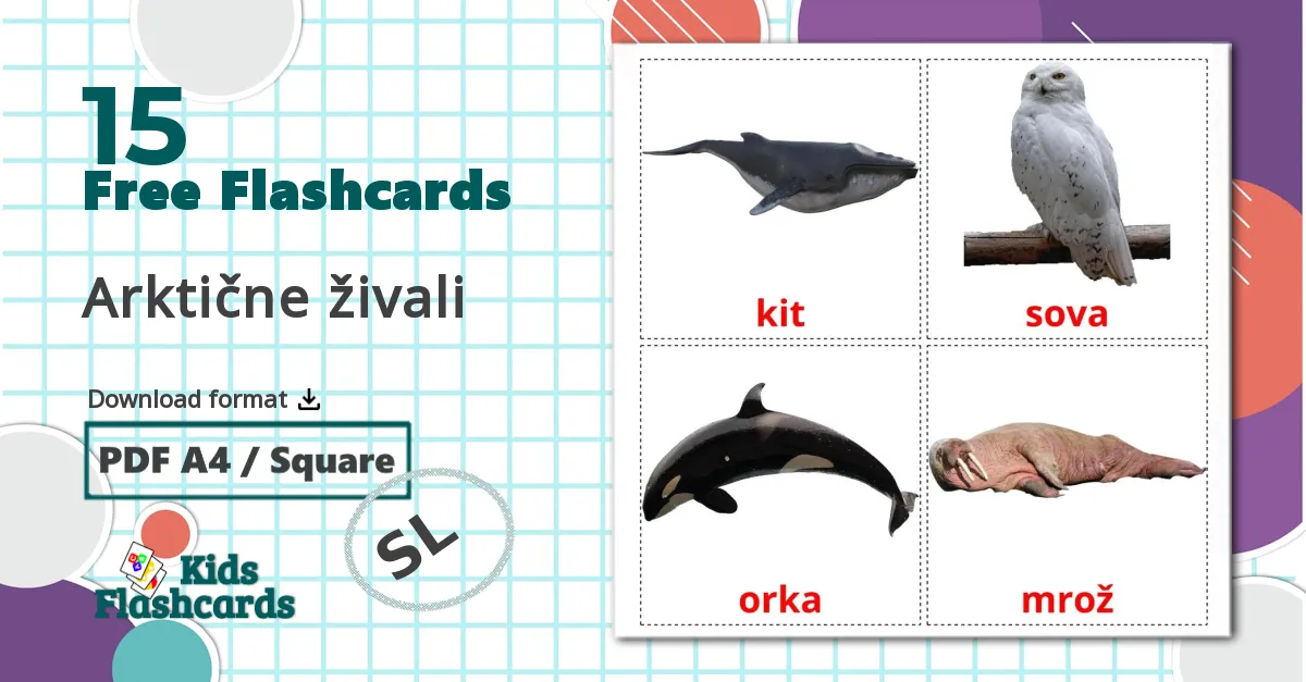 15 Arktične živali flashcards