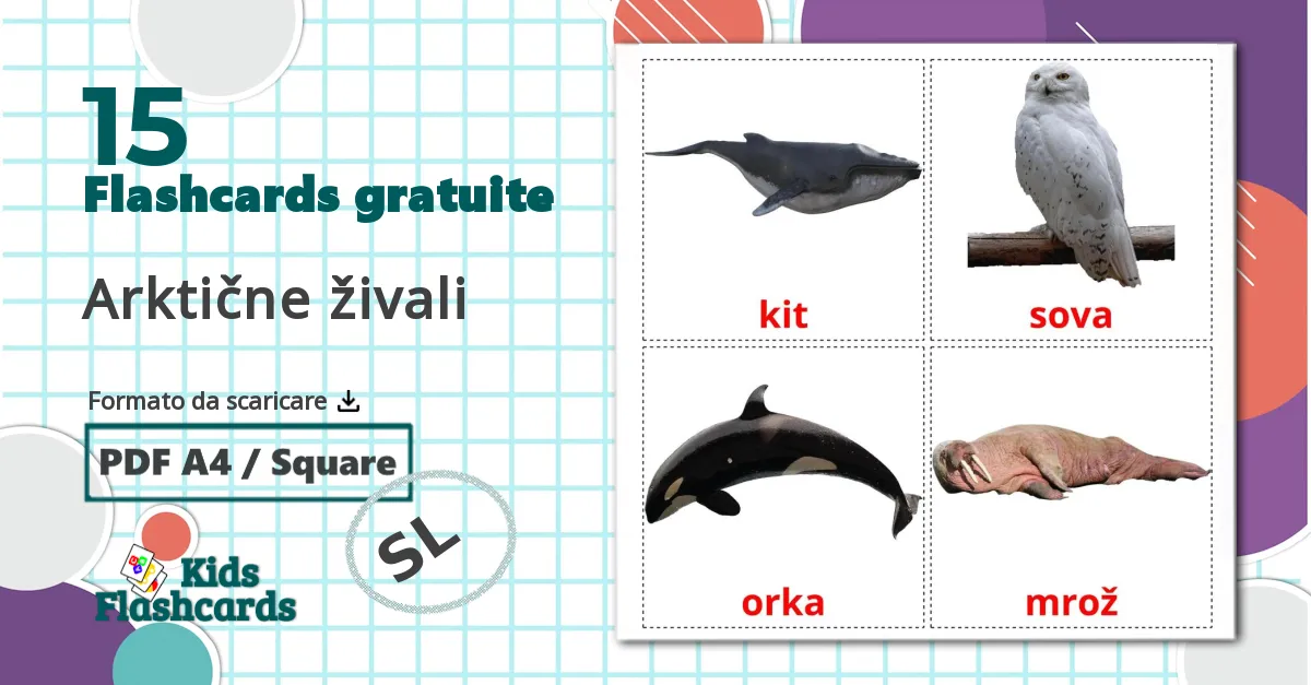 15 flashcards di Arktične živali