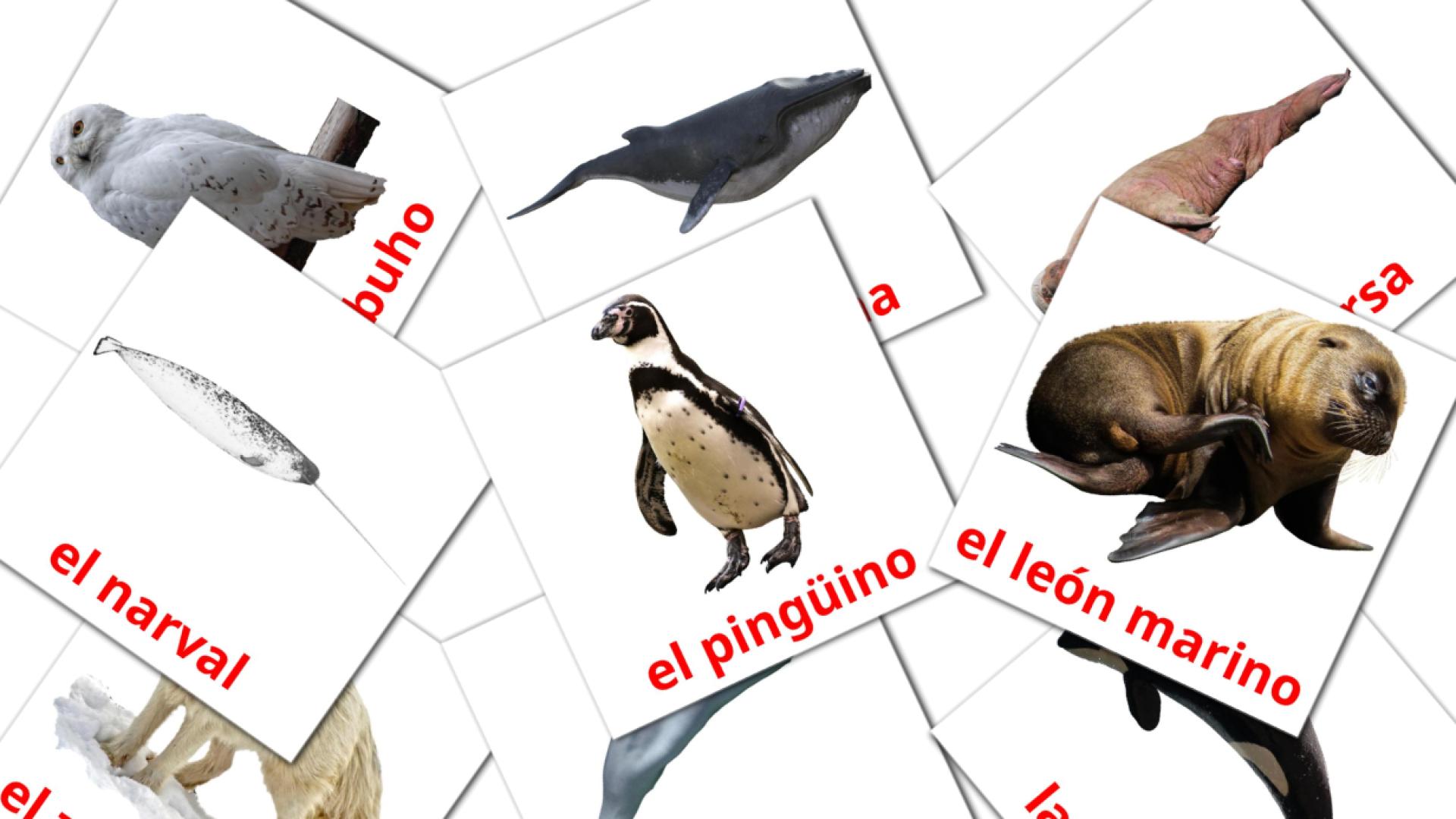 14 Bildkarten für Animales del Ártico
