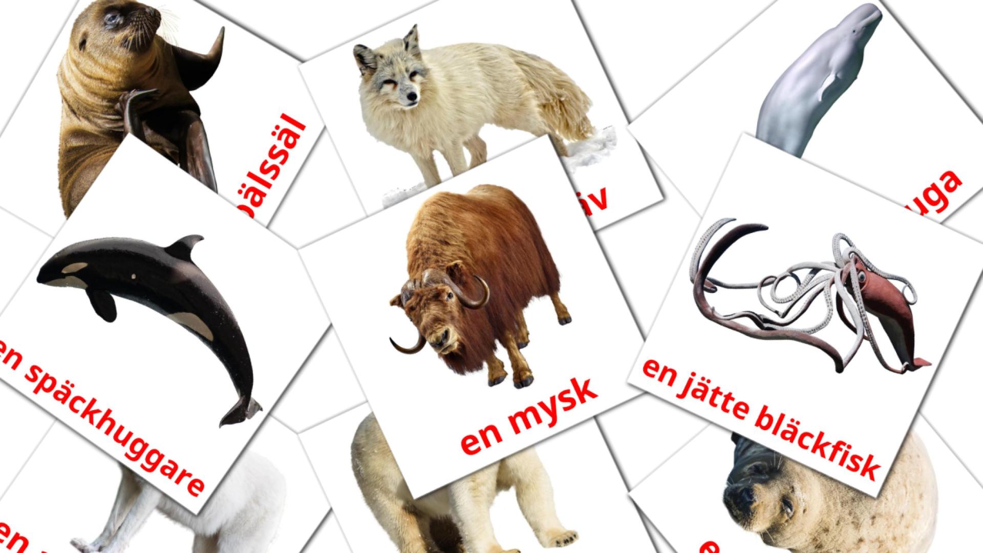 14 Карточки Домана arktiska djur